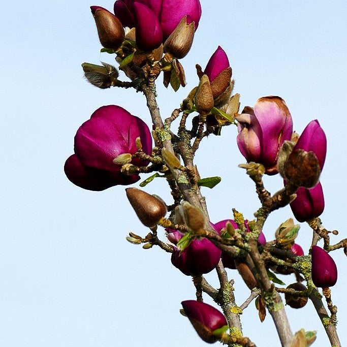 Magnolie 'Black Tulip' (Magnolia x cult.)