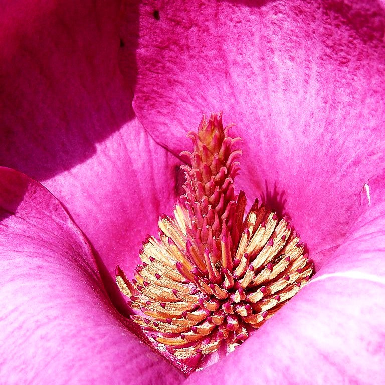 Magnolie 'Black Tulip' (Magnolia x cult.)