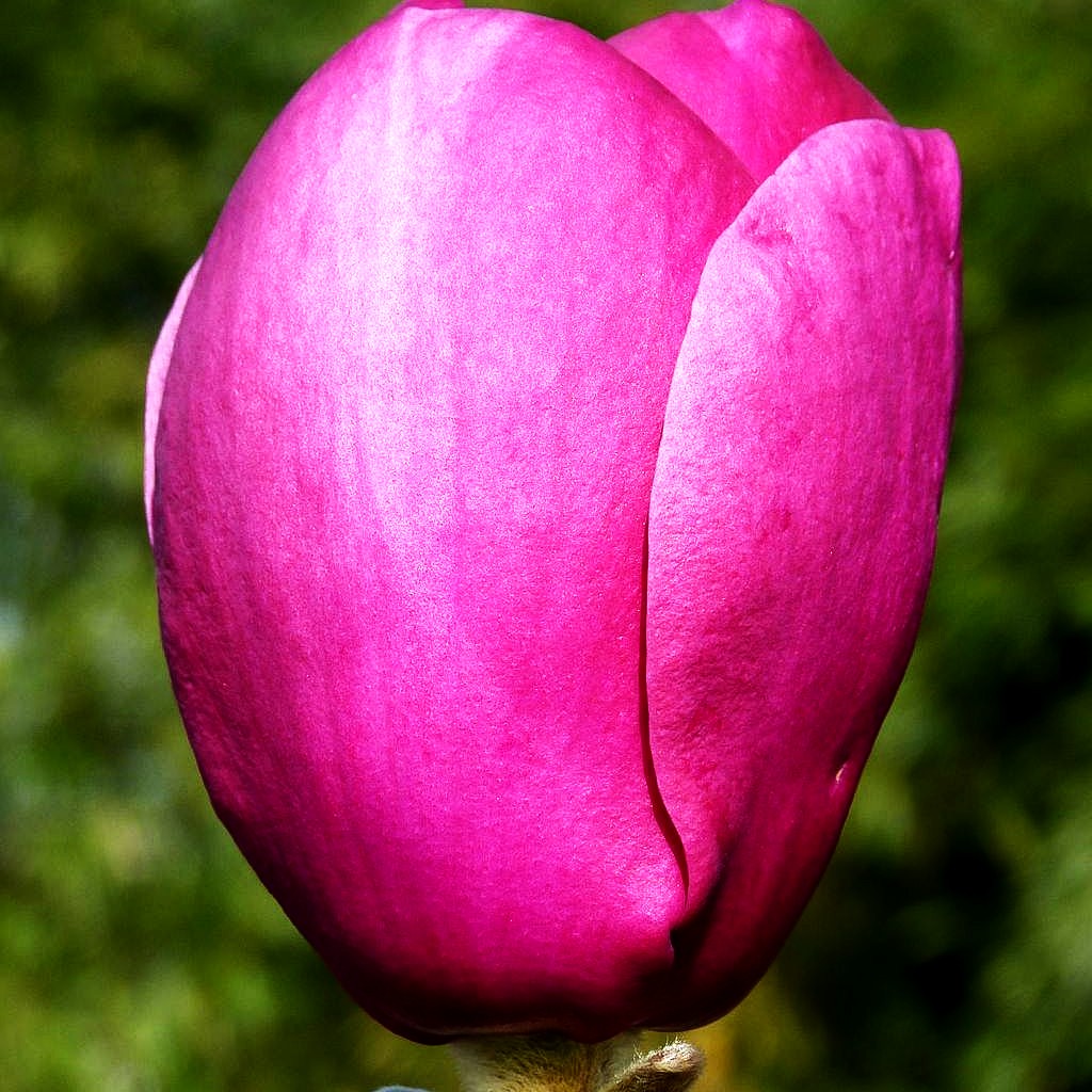 Magnolie 'Black Tulip' (Magnolia x cult.)