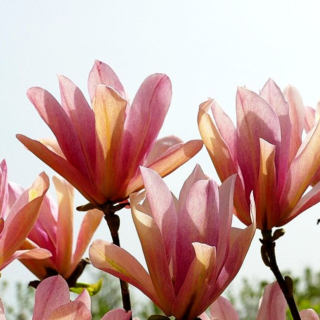 Magnolie 'Coral Lake' (Magnolia x cult.)