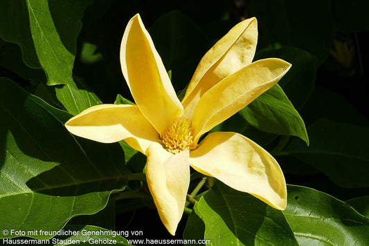 Magnolie 'Daphne' (Magnolia x cult.)