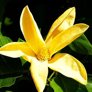 Magnolie 'Daphne' (Magnolia x cult.)