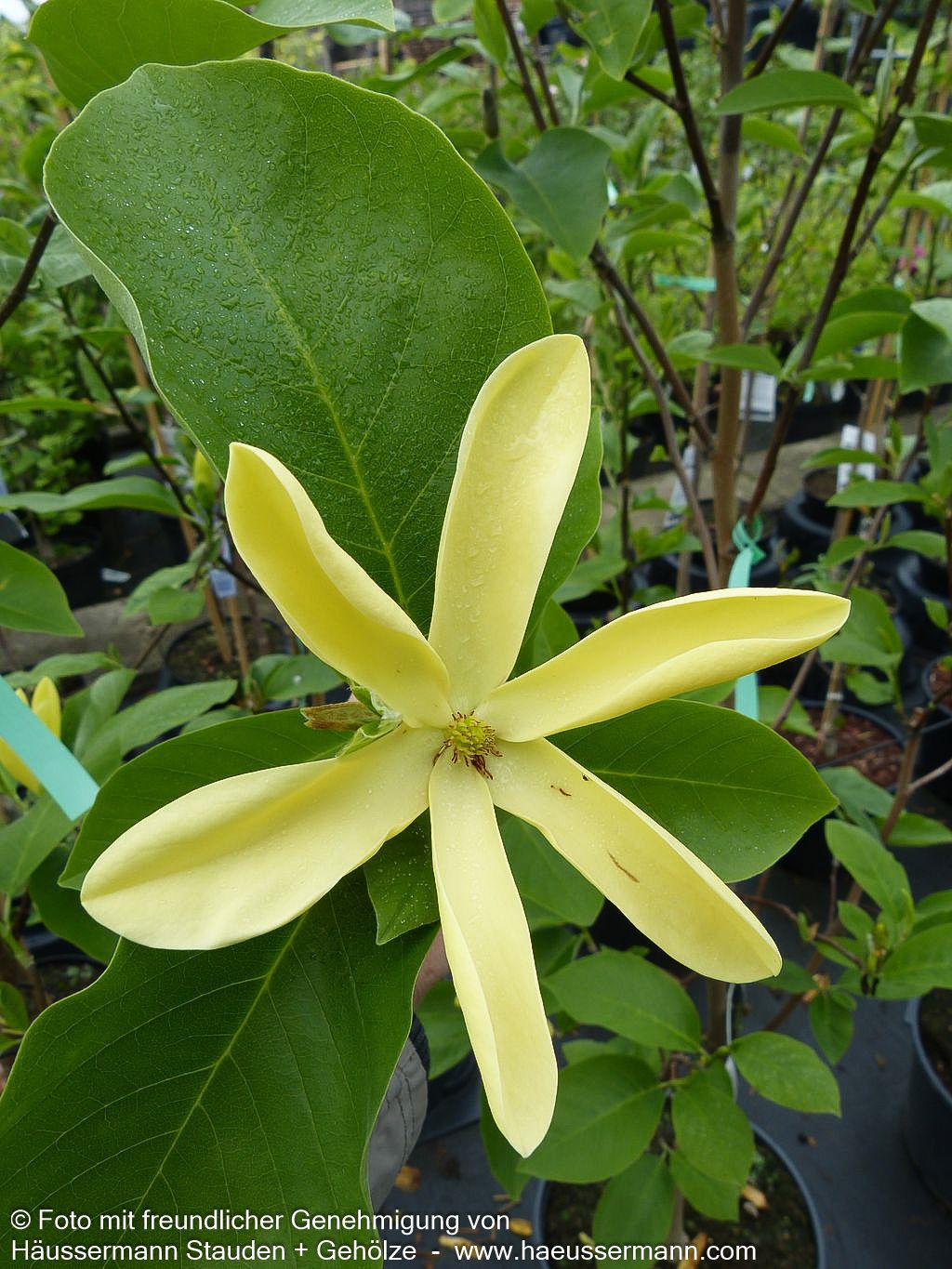 Magnolie 'Daphne' (Magnolia x cult.)