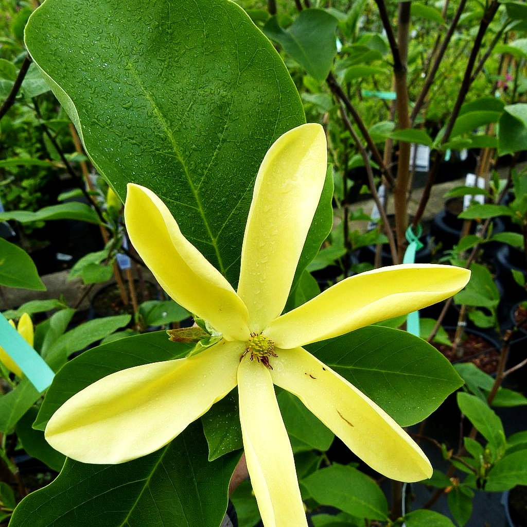 Magnolie 'Daphne' (Magnolia x cult.)