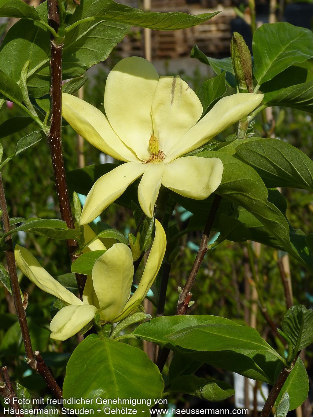 Magnolie 'Daphne' (Magnolia x cult.)