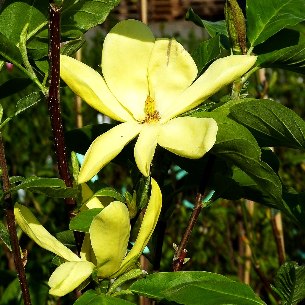 Magnolie 'Daphne' (Magnolia x cult.)