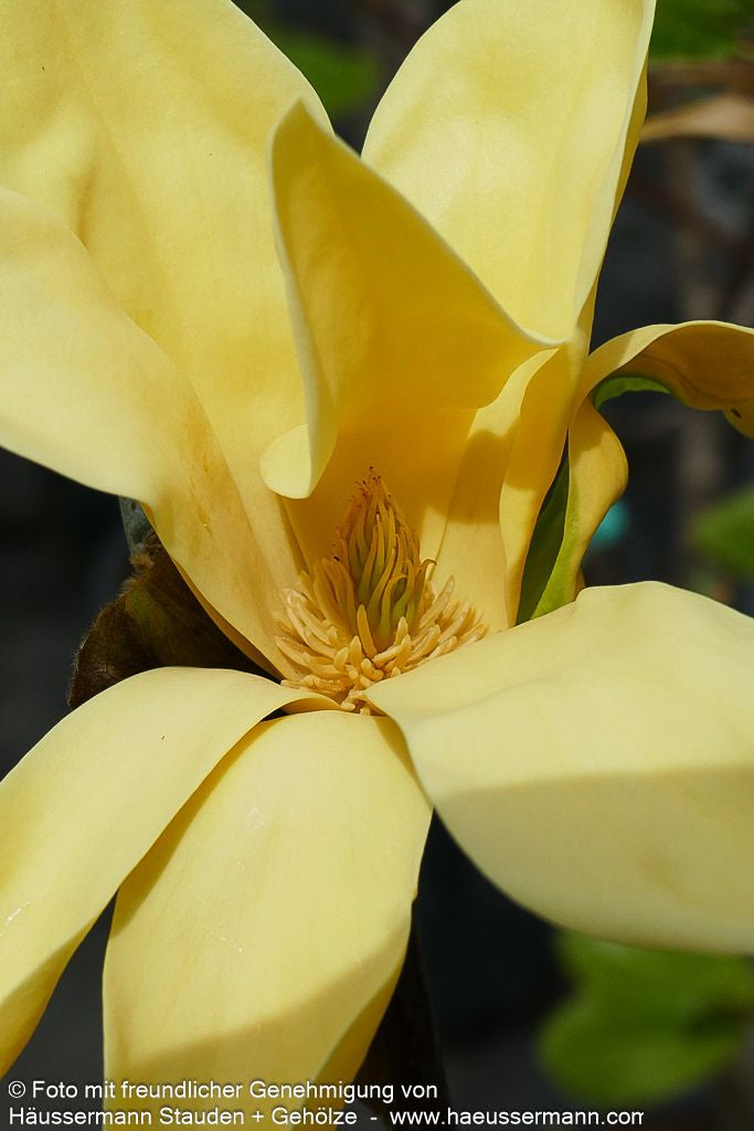 Magnolie 'Daphne' (Magnolia x cult.)