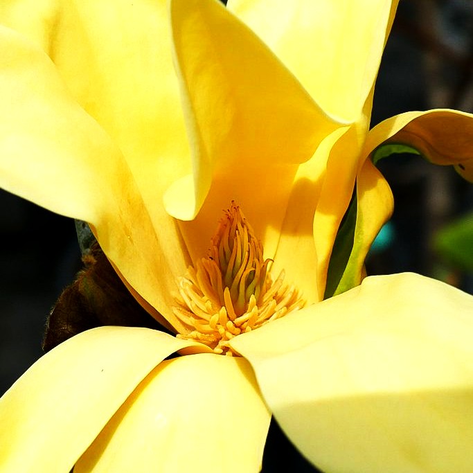 Magnolie 'Daphne' (Magnolia x cult.)