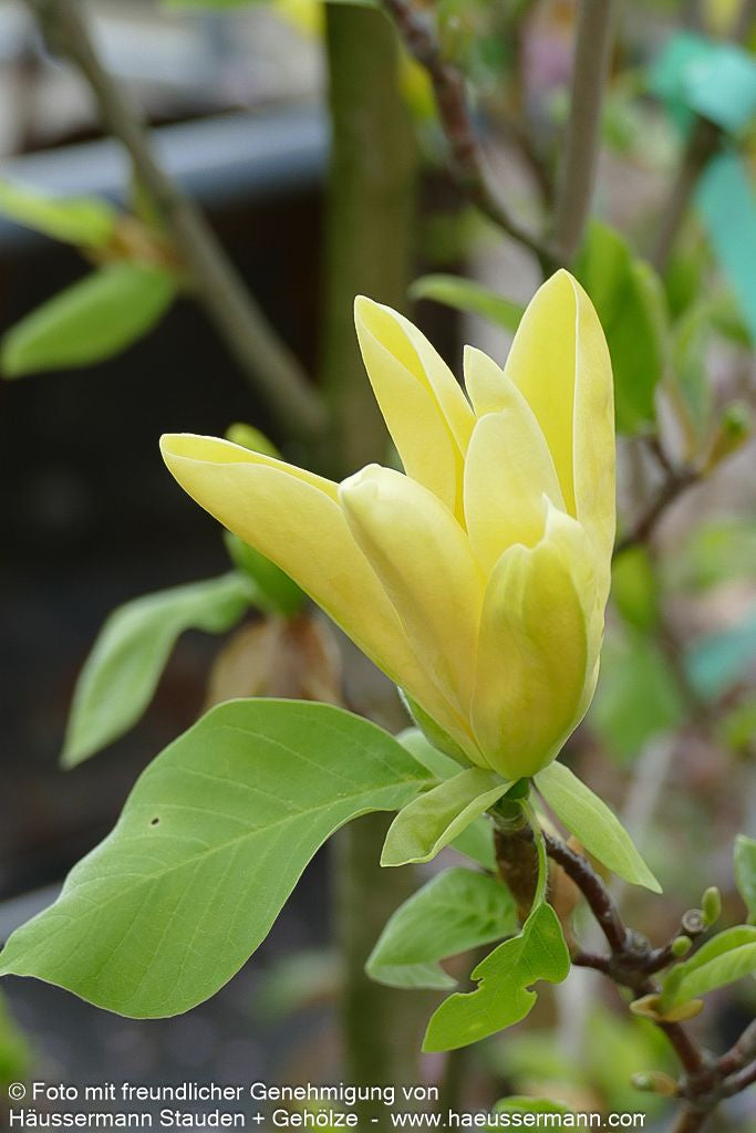 Magnolie 'Daphne' (Magnolia x cult.)