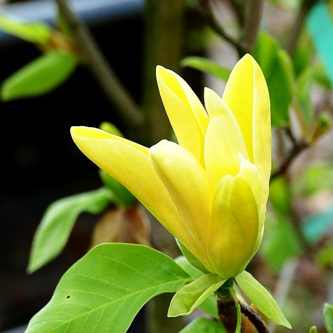 Magnolie 'Daphne' (Magnolia x cult.)