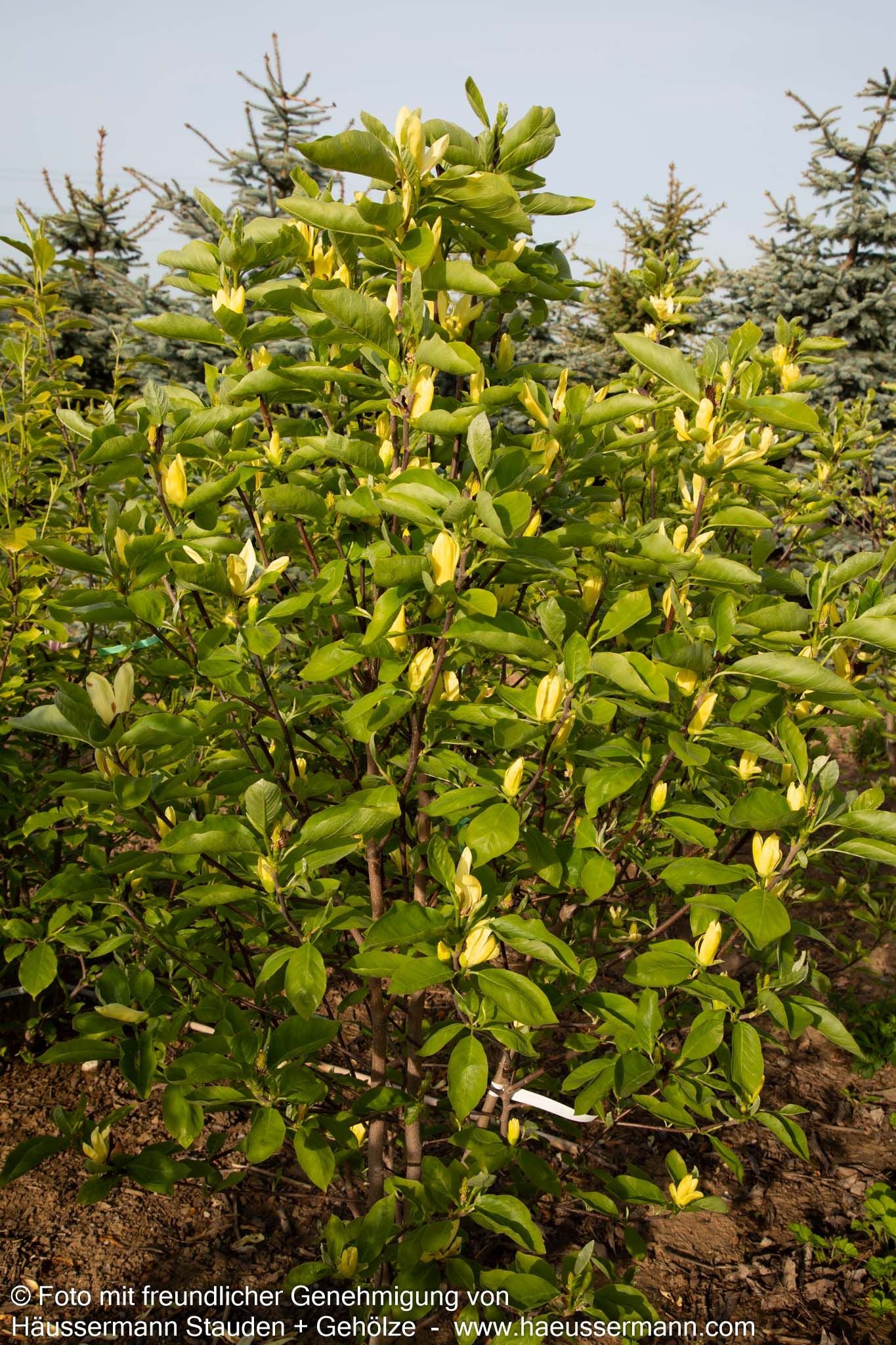 Magnolie 'Daphne' (Magnolia x cult.)