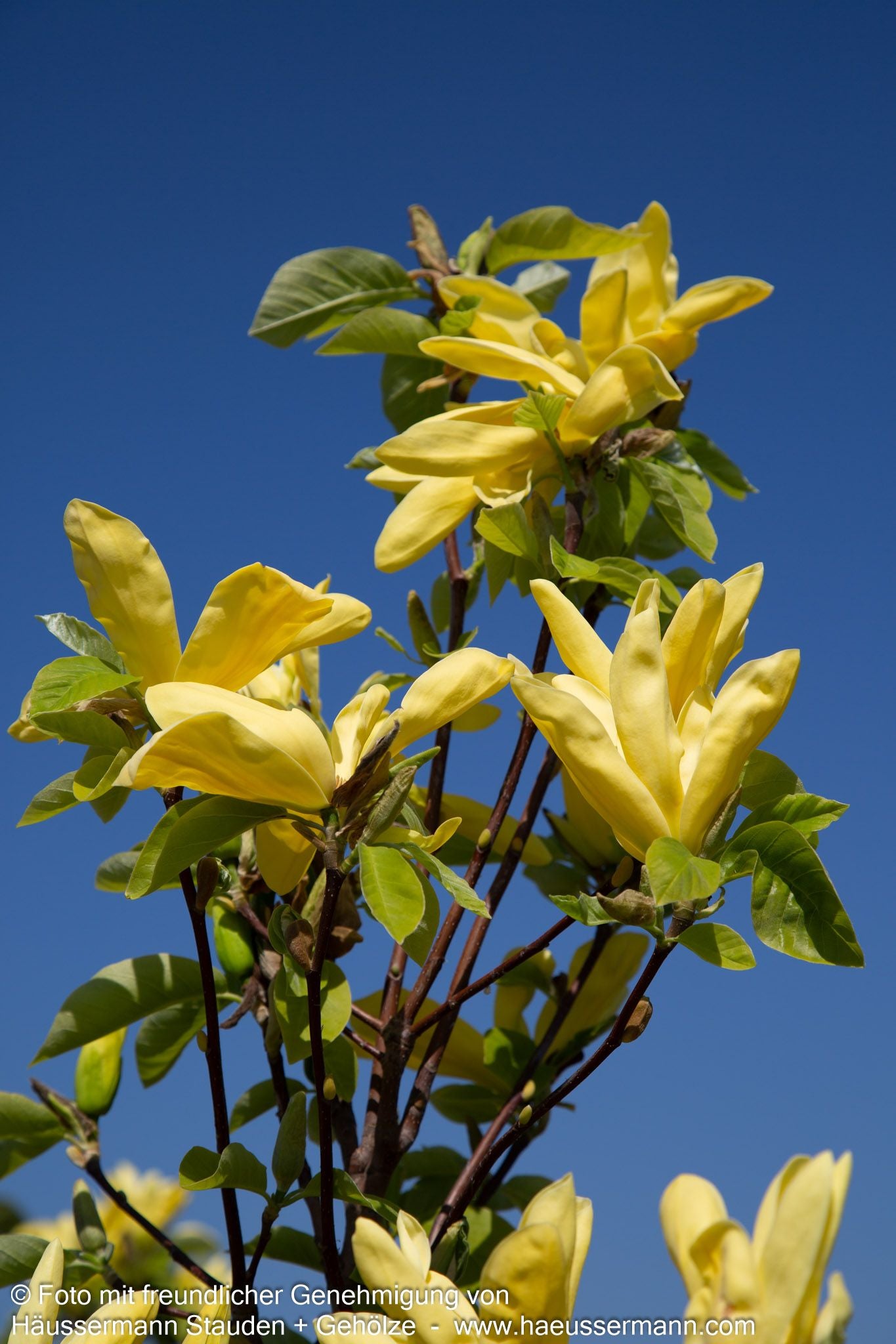 Magnolie 'Daphne' (Magnolia x cult.)