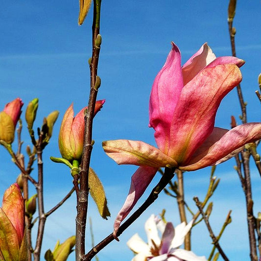 Magnolie 'Daybreak' (Magnolia x cult.)