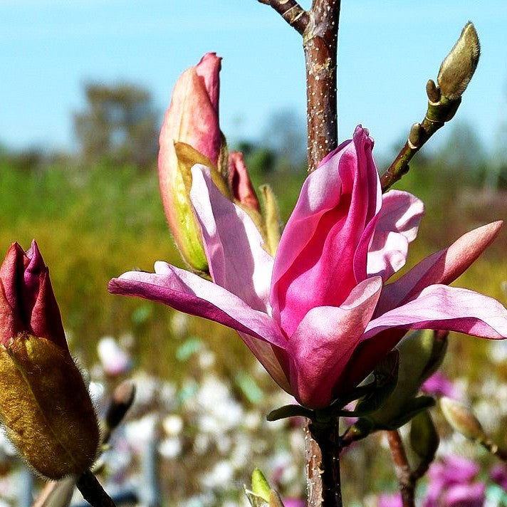 Magnolie 'Daybreak' (Magnolia x cult.)