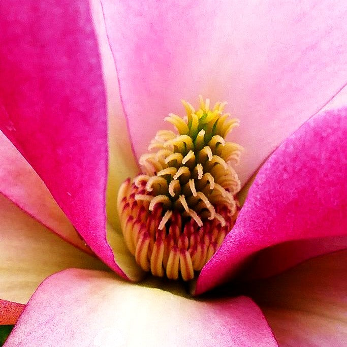 Magnolie 'Daybreak' (Magnolia x cult.)