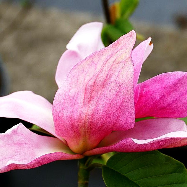 Magnolie 'Daybreak' (Magnolia x cult.)