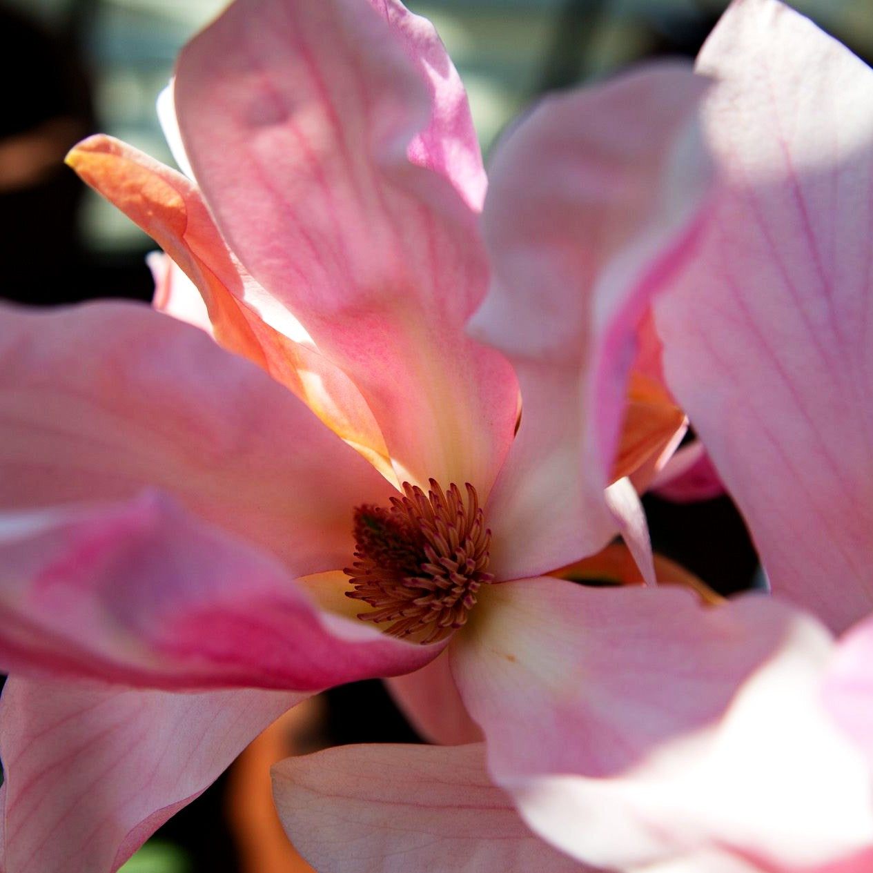 Magnolie 'Daybreak' (Magnolia x cult.)