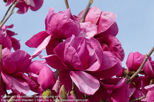 Magnolie 'Felix Jury' (Magnolia x cult.)