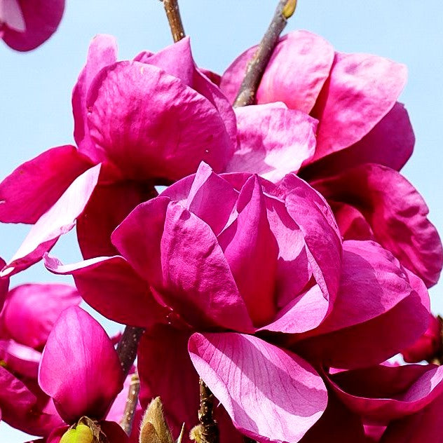 Magnolie 'Felix Jury' (Magnolia x cult.)