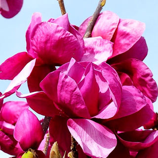 Magnolie 'Felix Jury' (Magnolia x cult.)