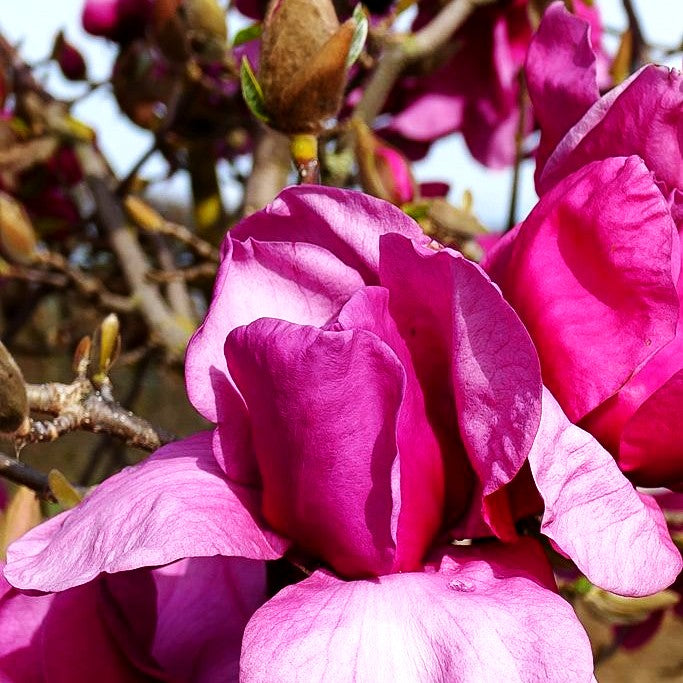 Magnolie 'Felix Jury' (Magnolia x cult.)
