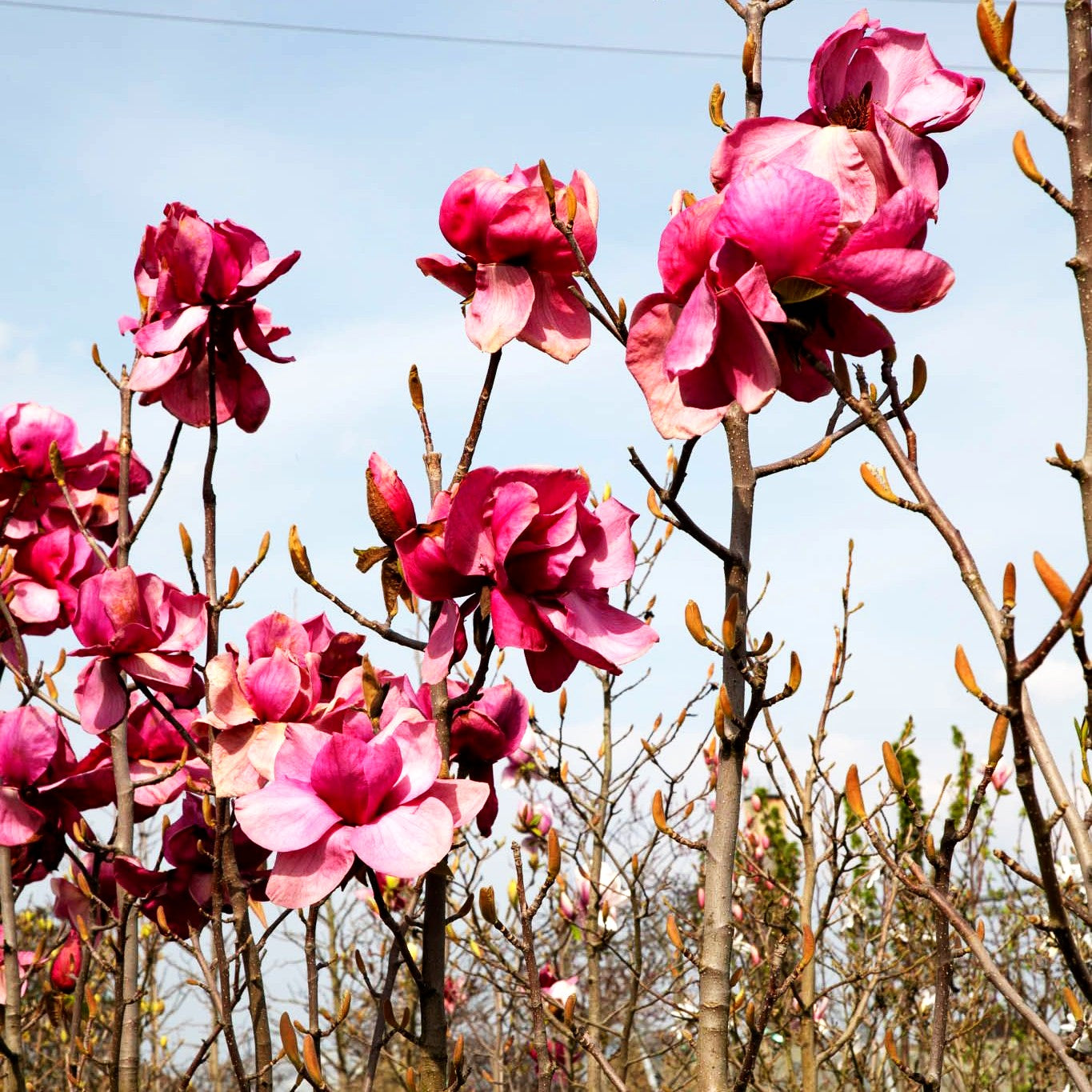 Magnolie 'Felix Jury' (Magnolia x cult.)