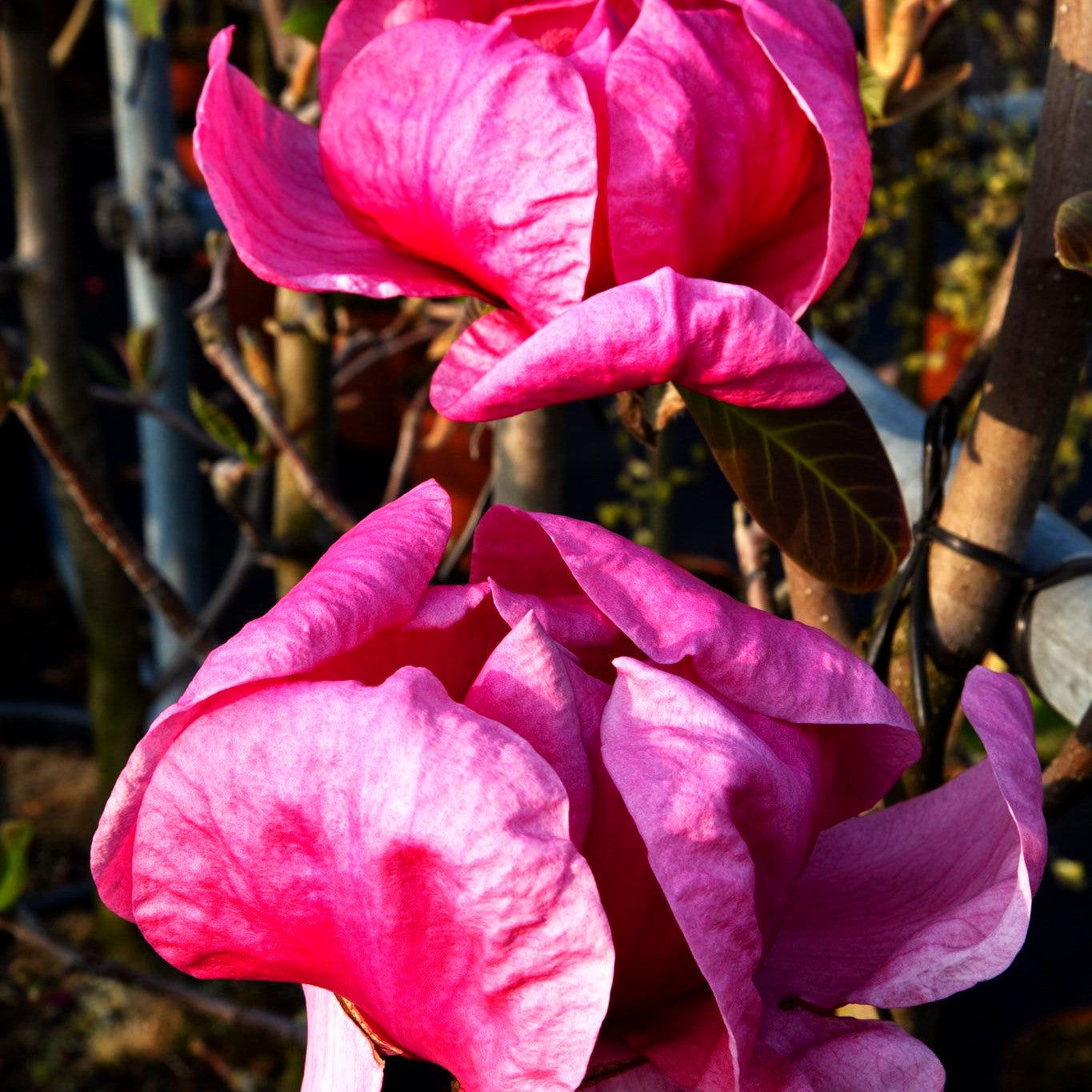 Magnolie 'Felix Jury' (Magnolia x cult.)
