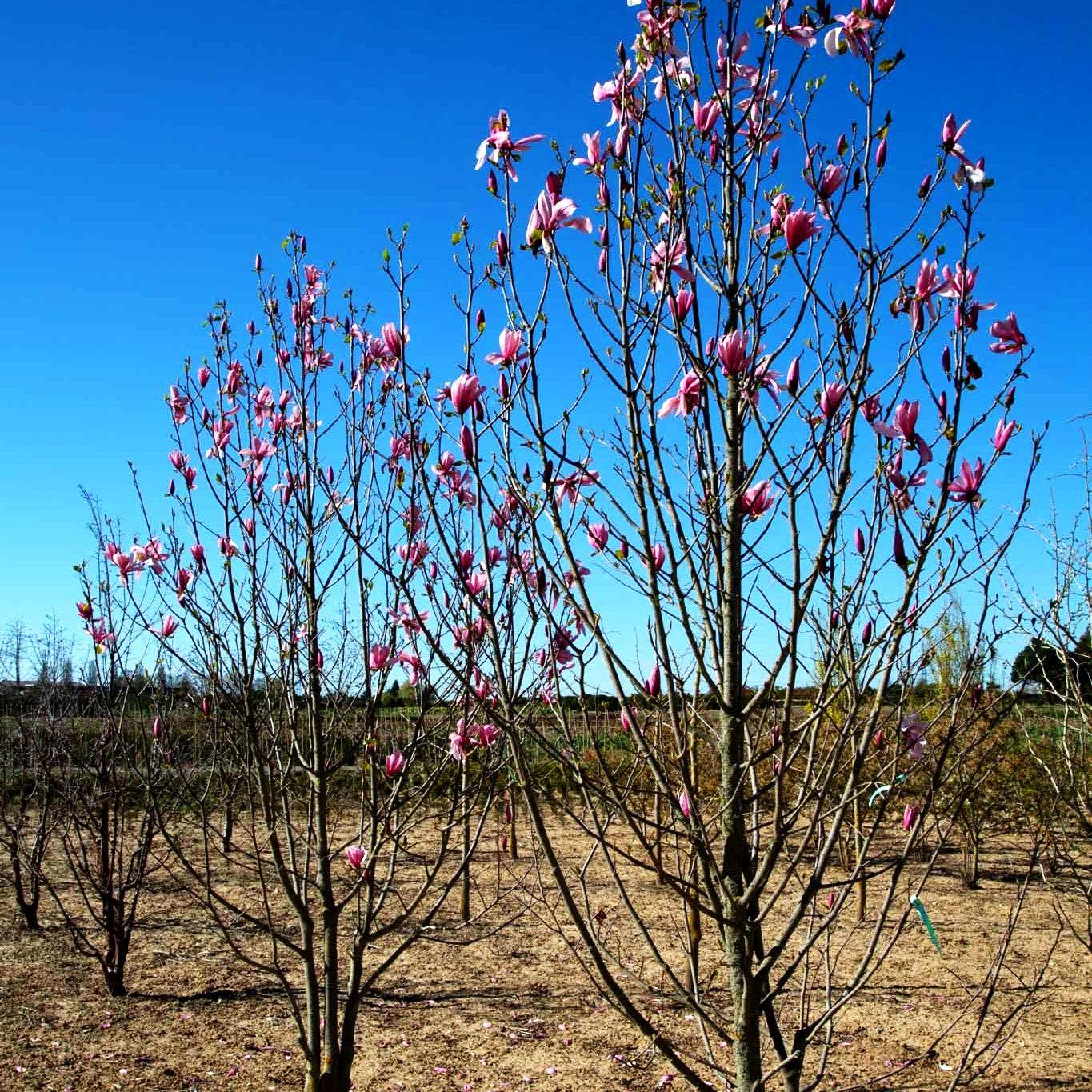 Magnolie 'Galaxy' (Magnolia x cult.)