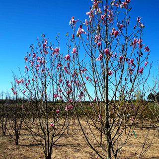 Magnolie 'Galaxy' (Magnolia x cult.)