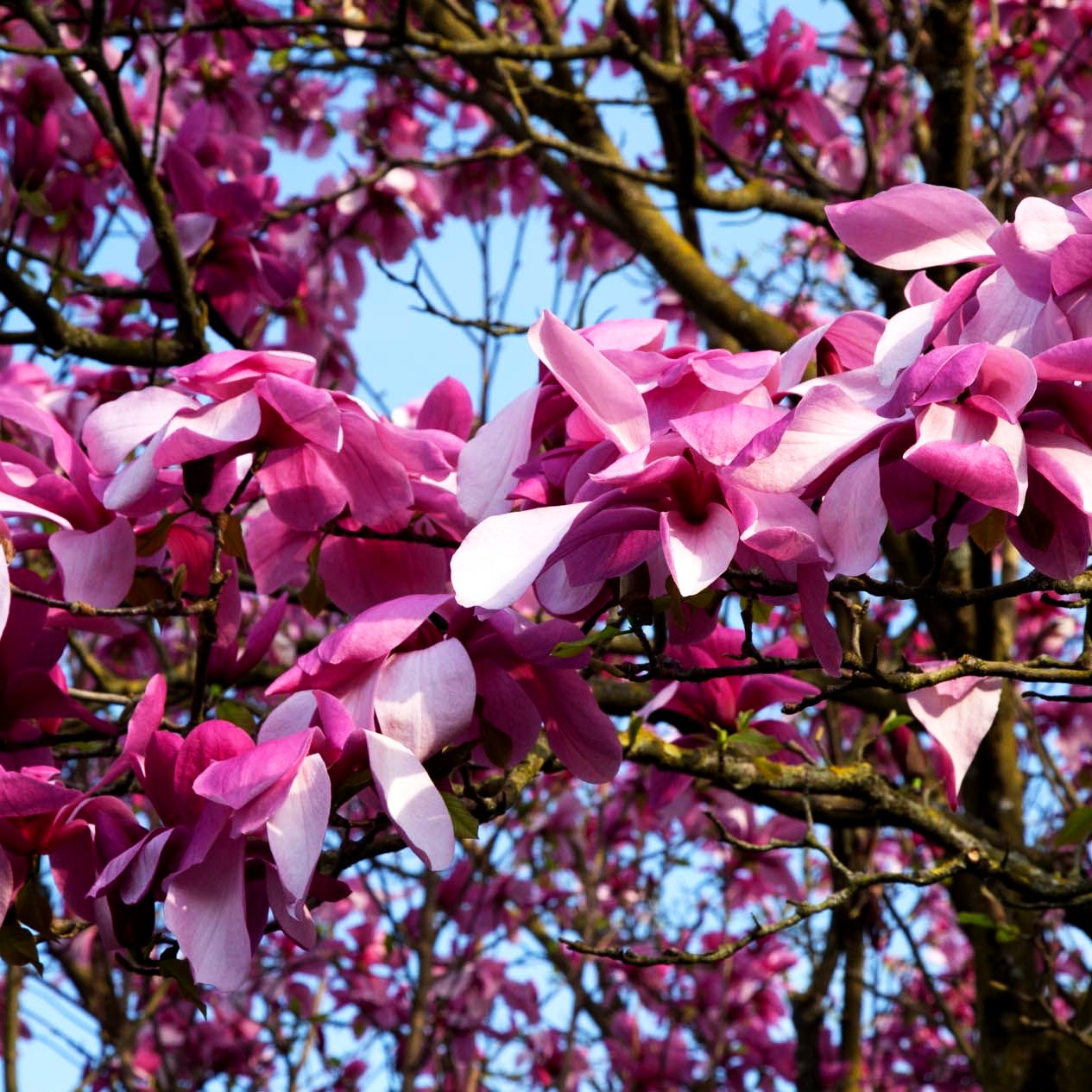 Magnolie 'Galaxy' (Magnolia x cult.)