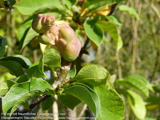 Magnolie 'Genie' (Magnolia x cult.)