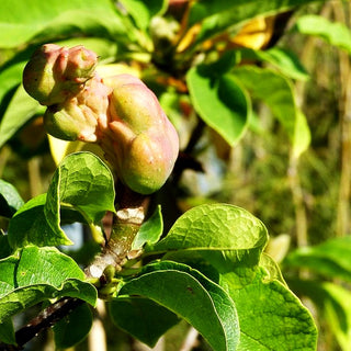 Magnolie 'Genie' (Magnolia x cult.)