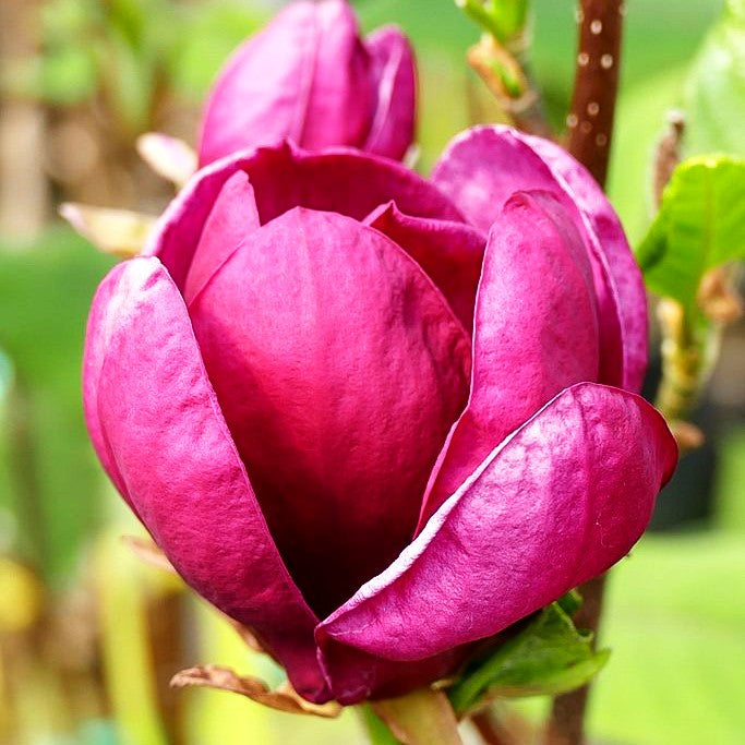 Magnolie 'Genie' (Magnolia x cult.)