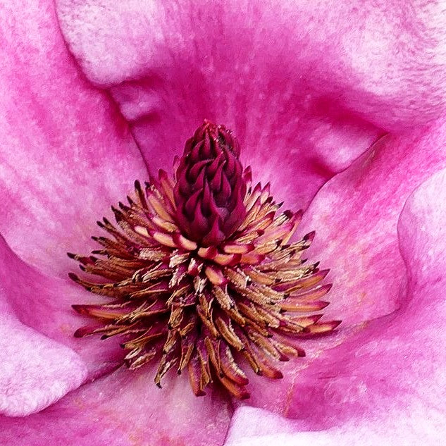 Magnolie 'Genie' (Magnolia x cult.)