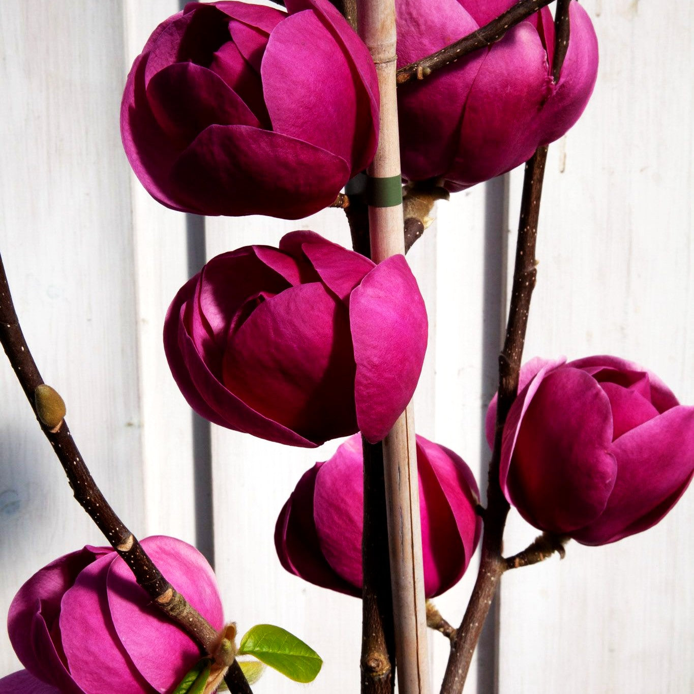 Magnolie 'Genie' (Magnolia x cult.)