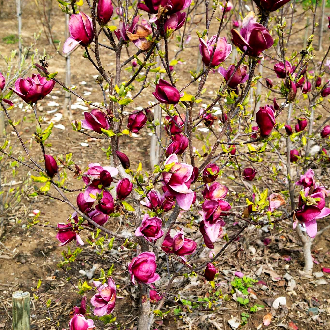 Magnolie 'Genie' (Magnolia x cult.)