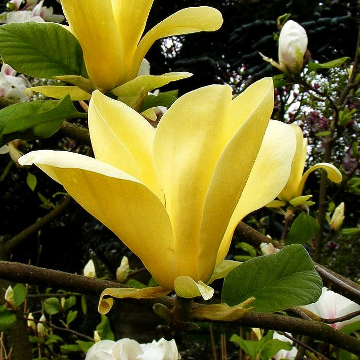 Magnolie 'Golden Sun' (Magnolia x cult.)