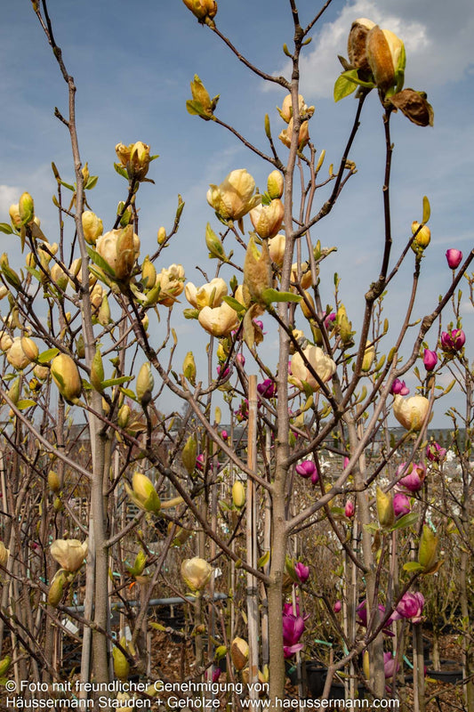 Magnolie 'Honey Tulip' (Magnolia x cult.)