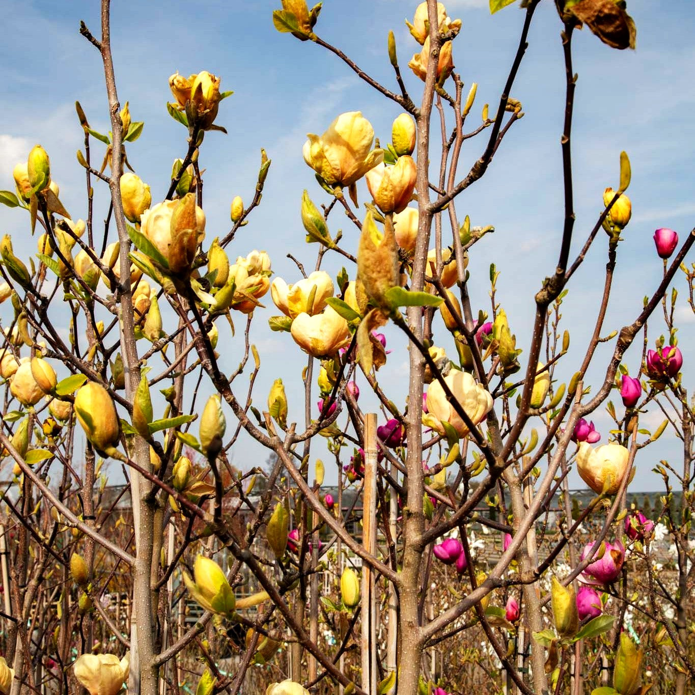 Magnolie 'Honey Tulip' (Magnolia x cult.)