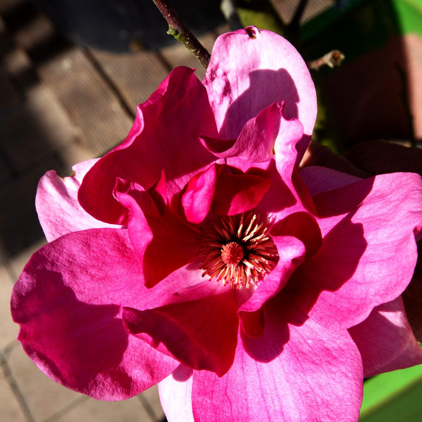 Magnolie 'Ian's Red' (Magnolia x cult.)