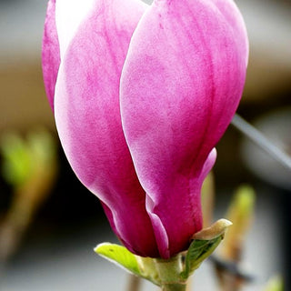 Magnolie 'March Til Frost' (Magnolia x cult.)