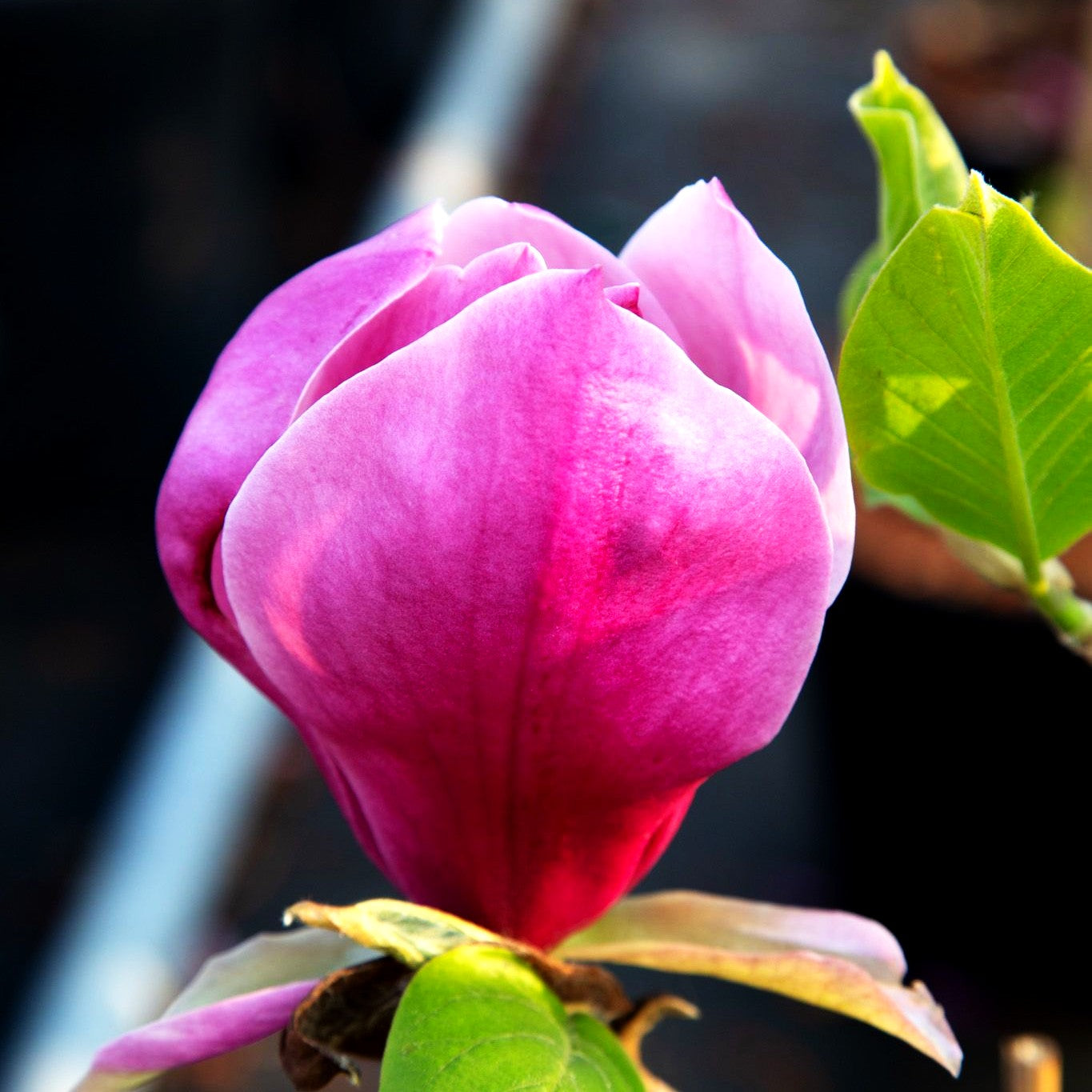 Magnolie 'Red As' (Magnolia x cult.)