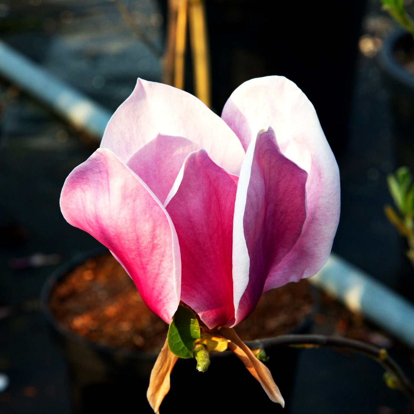 Magnolie 'Red As' (Magnolia x cult.)