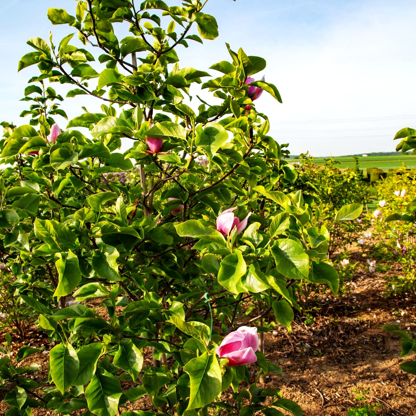 Magnolie 'Red As' (Magnolia x cult.)
