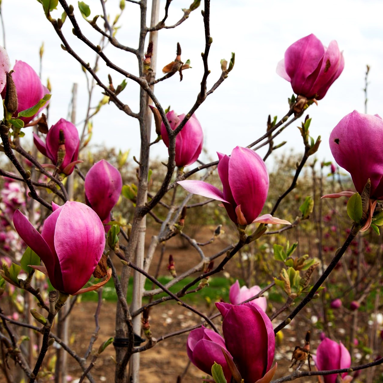 Magnolie 'Red As' (Magnolia x cult.)