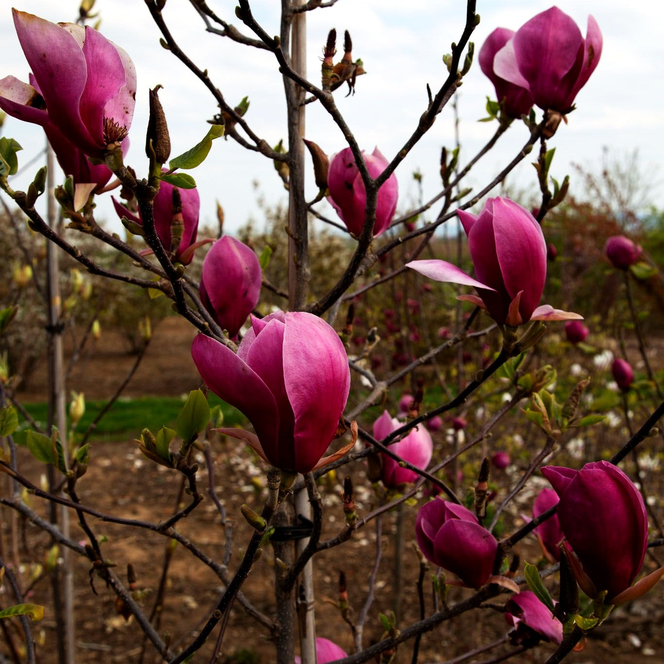 Magnolie 'Red As' (Magnolia x cult.)