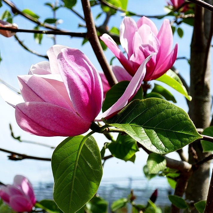 Magnolie 'Rose Marie' (Magnolia x cult.)