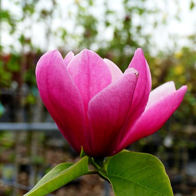 Magnolie 'Rose Marie' (Magnolia x cult.)