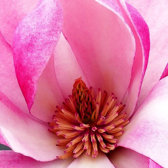 Magnolie 'Rose Marie' (Magnolia x cult.)
