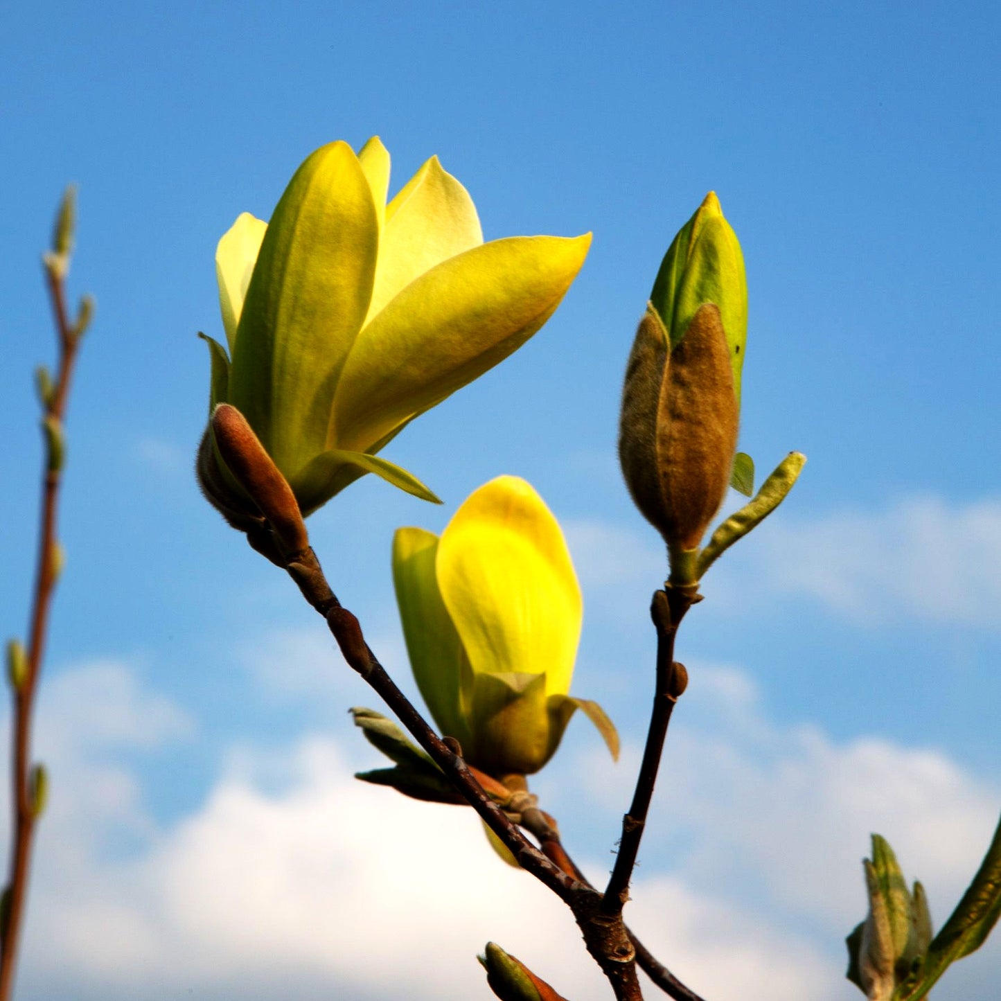 Magnolie 'Solar Flair' (Magnolia x cult.)